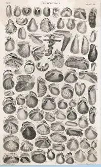 Bivalve Mollusks Impressions: Shells and Bivalves