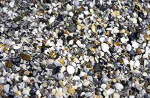 Beach Shells Impressions: Shells & pebbles on beach