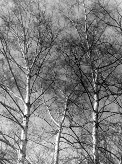 Silver Birch Forest Impressions: Silver Birch Tree