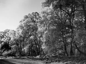 Silver Birch Trees Impressions: Silver Birches