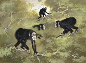 Human Evolution Timeline Impressions: Sivapithecus indicus