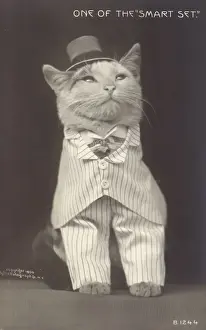Cat Wearing Hat Impressions: One of the smart set