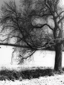 Tree Silhouette In Snow Impressions: Snow and Tree Study