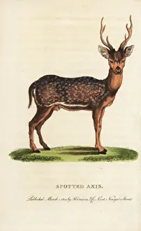 Zoology Historical Illustrations Impressions: Spotted axis, Axis axis