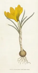 Printemps Impressions: Curtis / Crocus de printemps