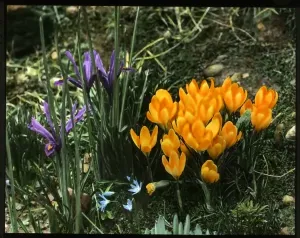 Printemps Impressions: Iris à reticule et Crocus Chrysanthus