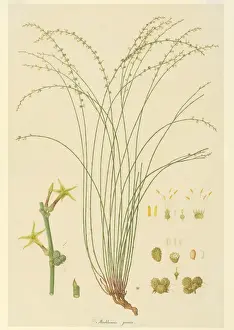 Australian Botanical Drawings Impressions: Stackhousia viminea, slender stackhousia