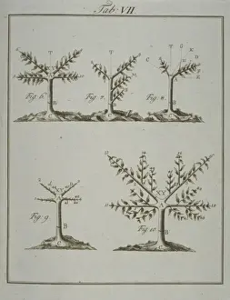 Flowering Plant Illustration Impressions: Stages in Pruning - 2