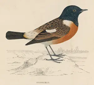 British Wildlife Paintings Impressions: Stonechat (Morris)