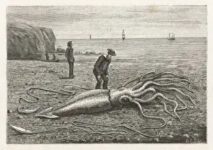 Princeps Impressions: Squid piégé au Canada