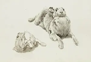 Impressions de Études de crayon d'une lièvre par Raymond Sheppard Lièvre Impressions: Études d'un lièvre