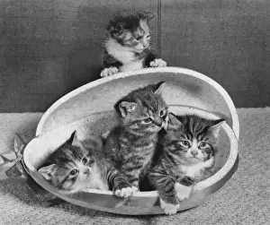 Tabby Kittens Impressions: Four tabby kittens with Easter egg container