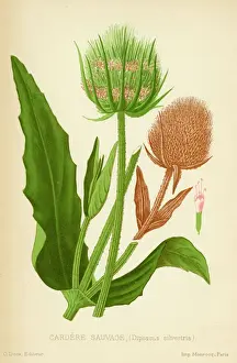 Antique Plant Illustrations Impressions: TEASEL