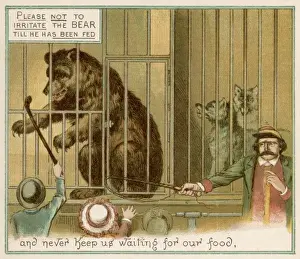 Animal Behavior Study Impressions: Teasing the Bear