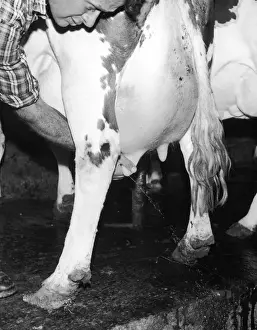 Images Liées Impressions: Test de la vache à l'endroit du fourreau