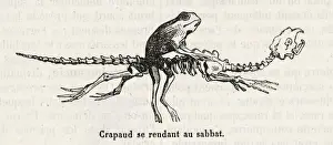 Le Renard Chevalage Rouge
