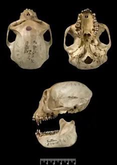 Images Liées Impressions: Trachypithecus cristatus, singe à feuille d'argent.