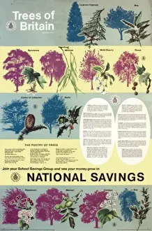 Vintage British Advertising Posters Impressions: Trees of Britain