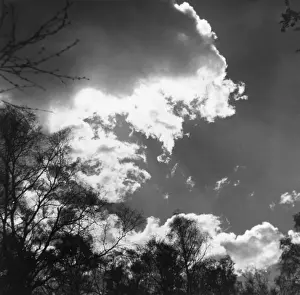Cloud Formations In Art Impressions: Trees and Clouds