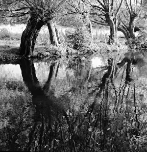Reflections In Water Impressions: Trees and their reflections