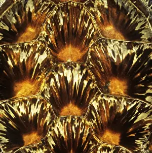 Reptile Animal Images Impressions: Turtle shell