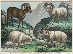 Mouflon Sheep Impressions: Three types of sheep