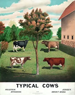 Rural Scene Photography Impressions: Typical cows