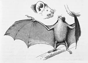 South American Animals Impressions: Vampire Bats / Darwin