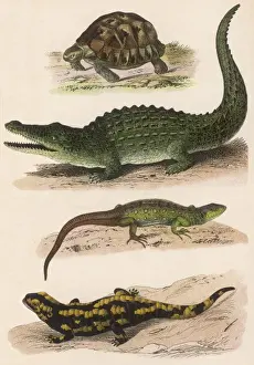 Lizard Species Impressions: Various Lizards