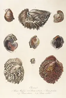 Antique Marine Life Prints Impressions: Various Shells 1835
