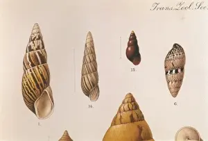 Escargots Impressions: Différentes coquilles