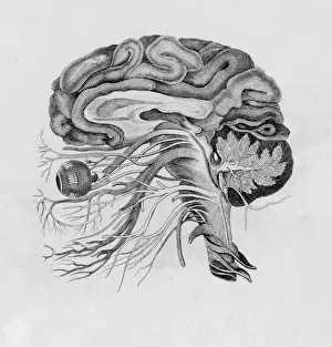 Brain Anatomy Illustration Impressions: Side View of Brain / C19