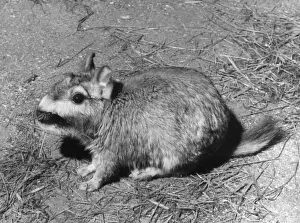 Chinchillidae Impressions: VISCACHA
