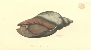 Australasian Wildlife Art Impressions: Volute shell