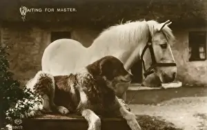 Horses In The Countryside Impressions: Waiting For Master