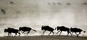 Ngorongoro Conservation Area Images Impressions: Wildebeests - On migration