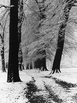 Winter Beech Trees Impressions: Winter Beech Trees
