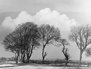 Bare Trees In Winter Impressions: Winter Trees