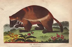 Mustélidés Impressions: Loup gris ou Lupo gulo