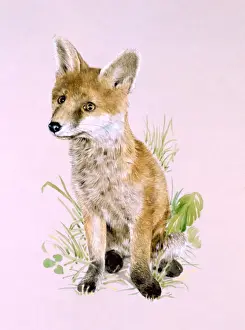 Malcolm Greensmith Prints Impressions: A young fox