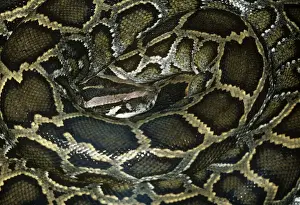 Reptile Photography Impressions: African Rock Python - coiled up