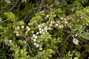 European Mountain Plants Impressions: Alpine version of common juniper (Juniperus communis ssp. alpina), with berries. Norway