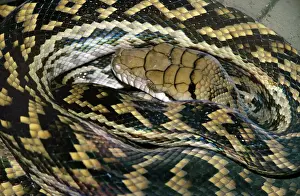 Australian Reptile Images Impressions: Amethyst / Amethystine / Scrub Python - close-up of head