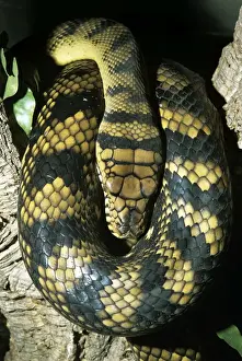 L'améthyste / L' améthys tinée Le python écaillé enroulé