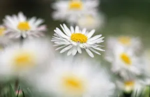 Bellis Perennis Impressions: Common Daisy