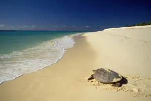 Sea Turtles Impressions: Hawksbill Turtle