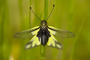 Neuroptères Impressions: Un Ascalaphide (Libelloides coccajus) s'est installé dans un prairie, Dordogne, France.