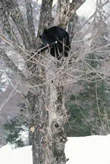 Ours Noir Impressions: Ours noir d'Asie