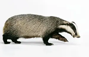 British Wildlife Photos Impressions: Badger