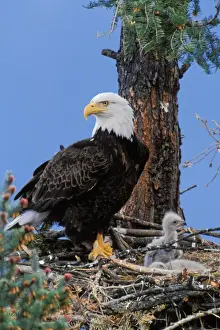 Tom Leeson Photography Impressions: Bald Eagle - At nest with young eaglets